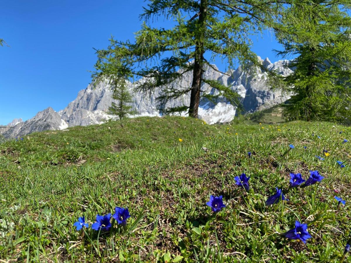 Haus Sonnleitner Daire Ramsau am Dachstein Dış mekan fotoğraf